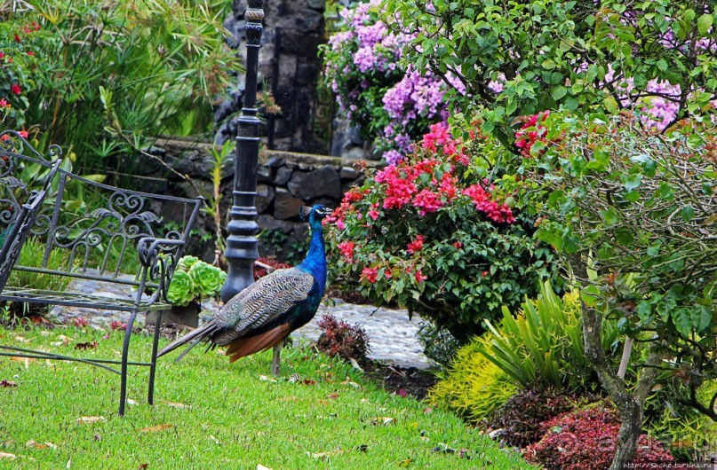 Павлины и пианино в кустах