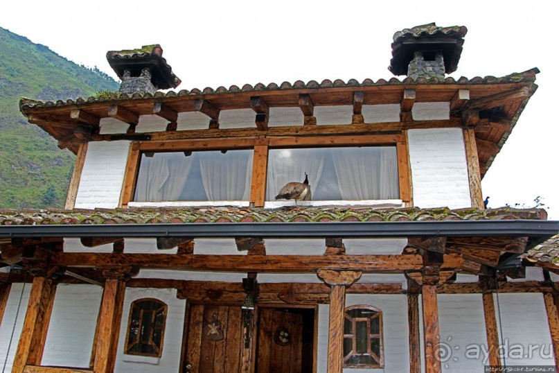 Павлины и пианино в кустах