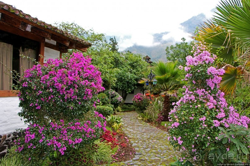 Павлины и пианино в кустах