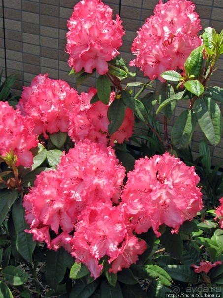 "Весна на Заморской улице" — Япония в цвету...