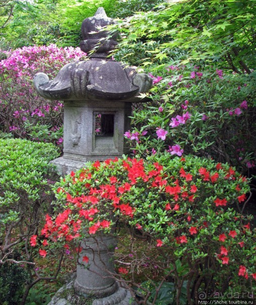 "Весна на Заморской улице" — Япония в цвету...