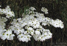 "Весна на Заморской улице" — Япония в цвету...