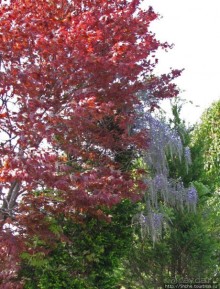 "Весна на Заморской улице" — Япония в цвету...