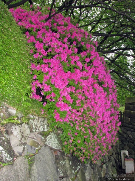 "Весна на Заморской улице" — Япония в цвету...