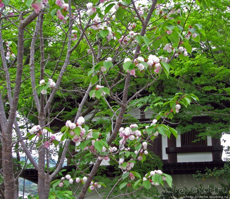 "Весна на Заморской улице" — Япония в цвету...