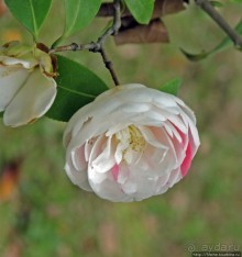 "Весна на Заморской улице" — Япония в цвету...