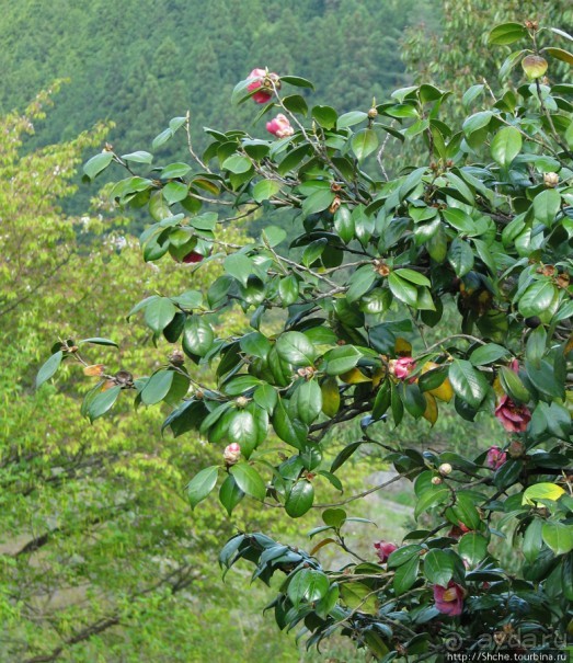 "Весна на Заморской улице" — Япония в цвету...