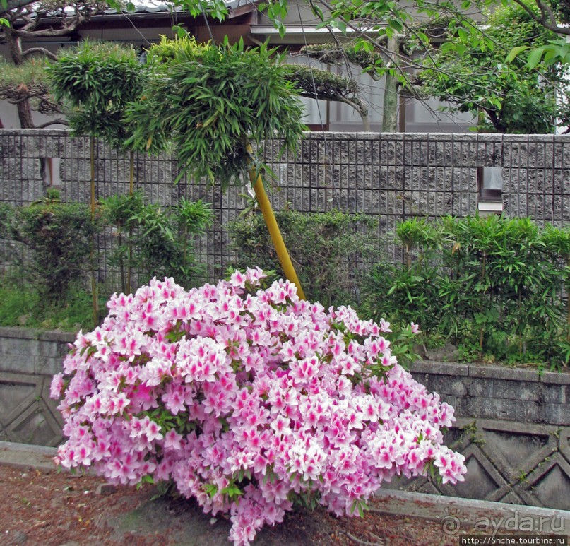 "Весна на Заморской улице" — Япония в цвету...