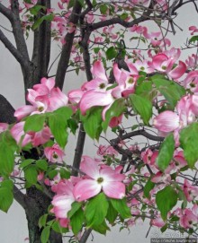 "Весна на Заморской улице" — Япония в цвету...