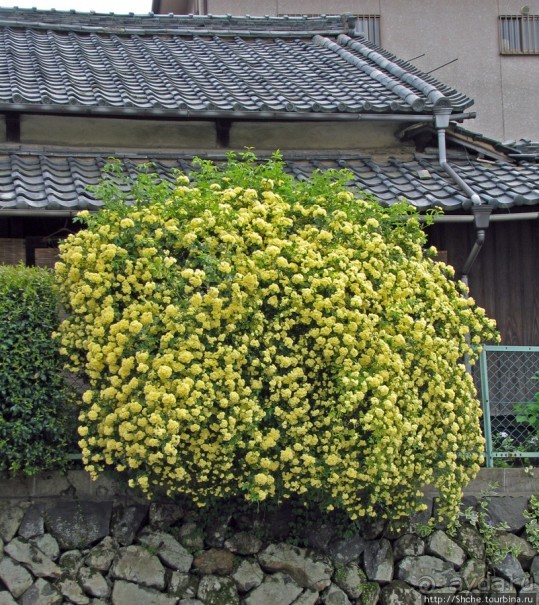 "Весна на Заморской улице" — Япония в цвету...