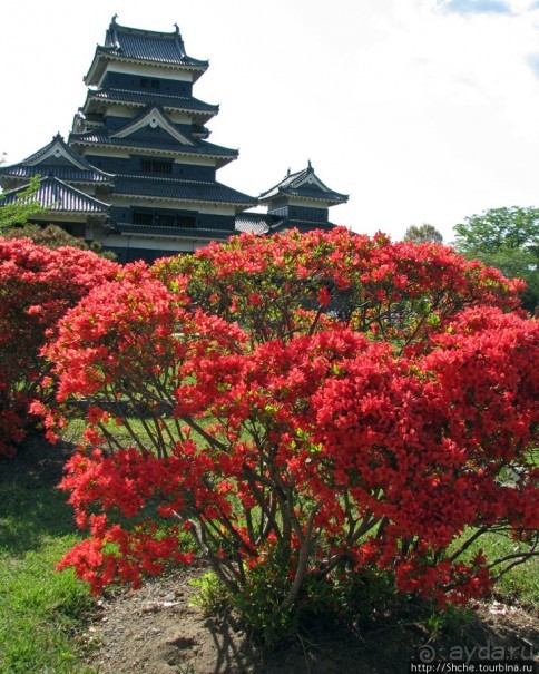"Весна на Заморской улице" — Япония в цвету...