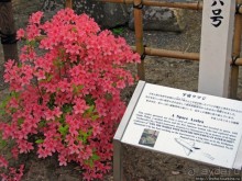 "Весна на Заморской улице" — Япония в цвету...