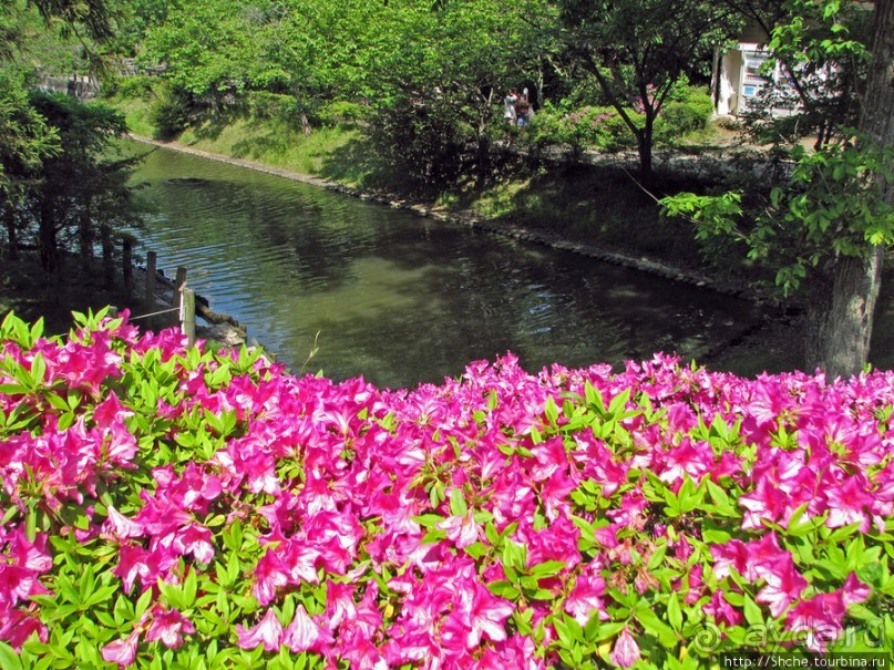 "Весна на Заморской улице" — Япония в цвету...