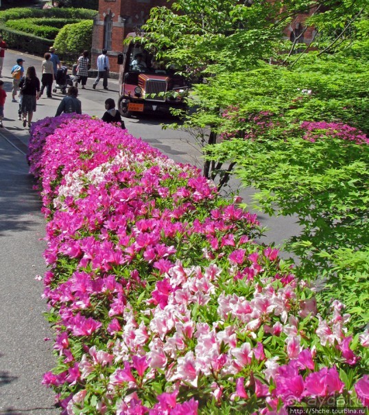 "Весна на Заморской улице" — Япония в цвету...