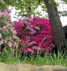 "Весна на Заморской улице" — Япония в цвету...