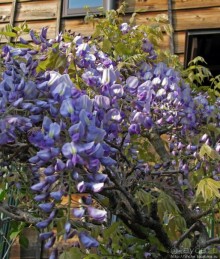 "Весна на Заморской улице" — Япония в цвету...