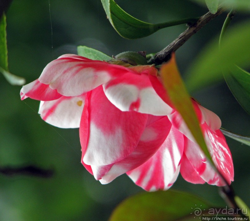 "Весна на Заморской улице" — Япония в цвету...