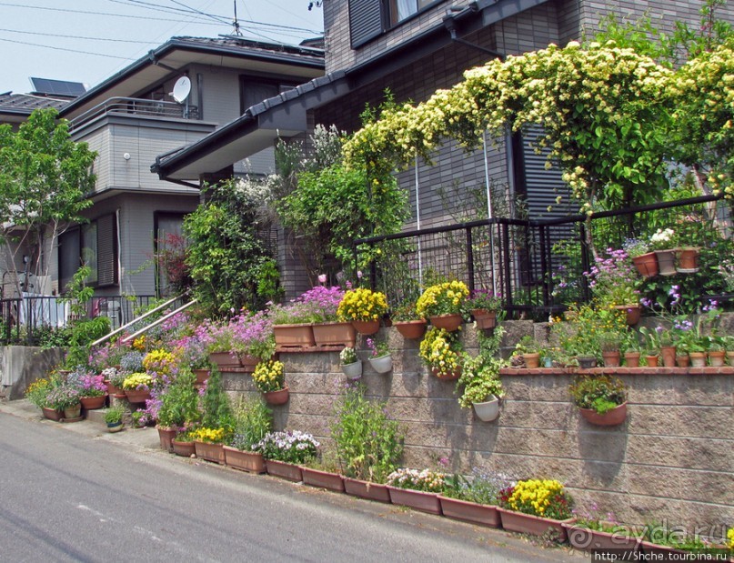 "Весна на Заморской улице" — Япония в цвету...