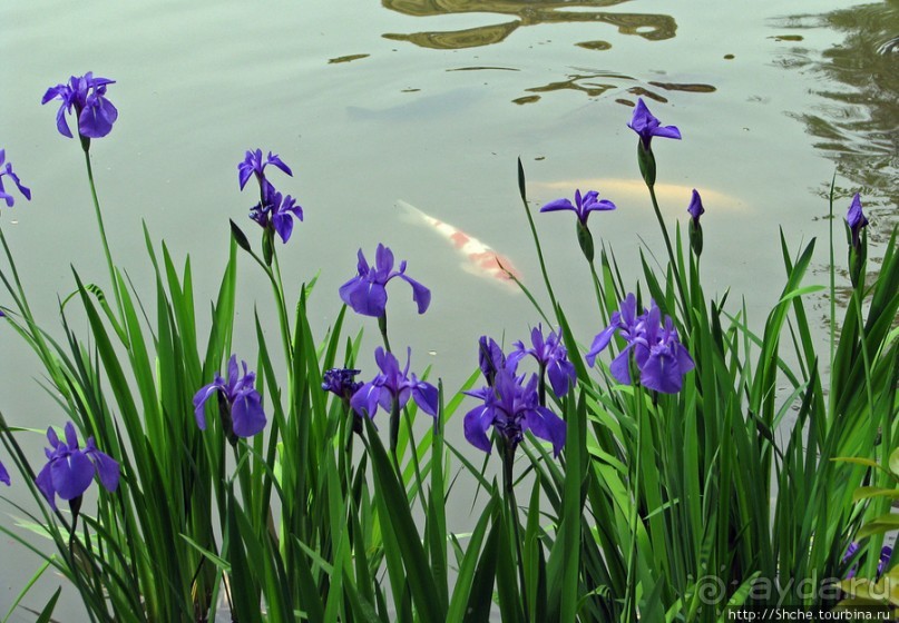 "Весна на Заморской улице" — Япония в цвету...