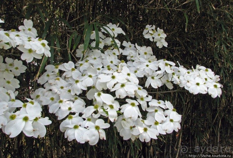 "Весна на Заморской улице" — Япония в цвету...
