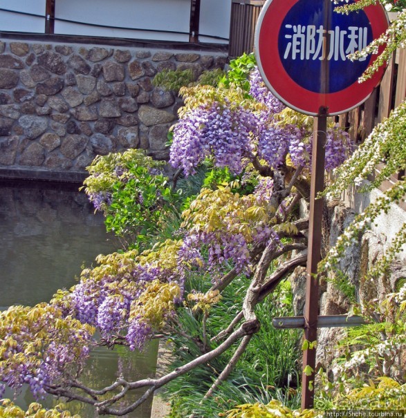 "Весна на Заморской улице" — Япония в цвету...