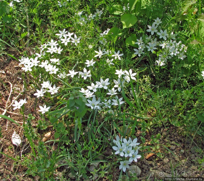 "Весна на Заморской улице" — Япония в цвету...