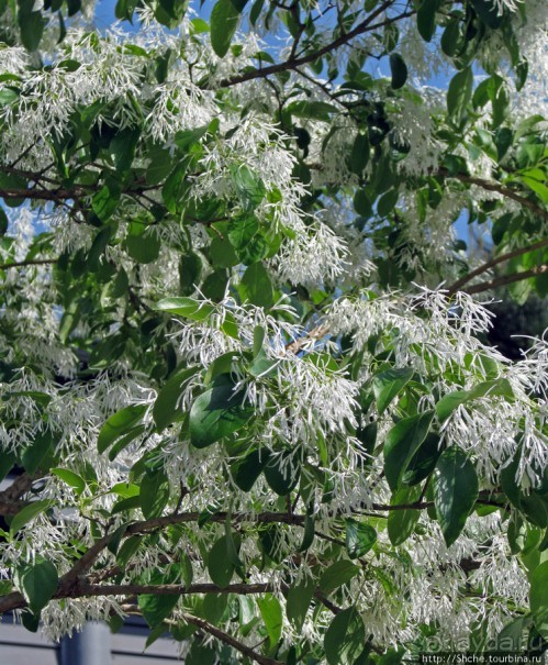"Весна на Заморской улице" — Япония в цвету...