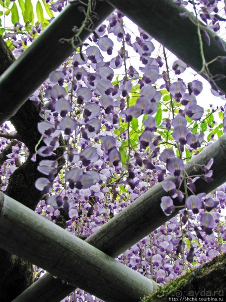 "Весна на Заморской улице" — Япония в цвету...