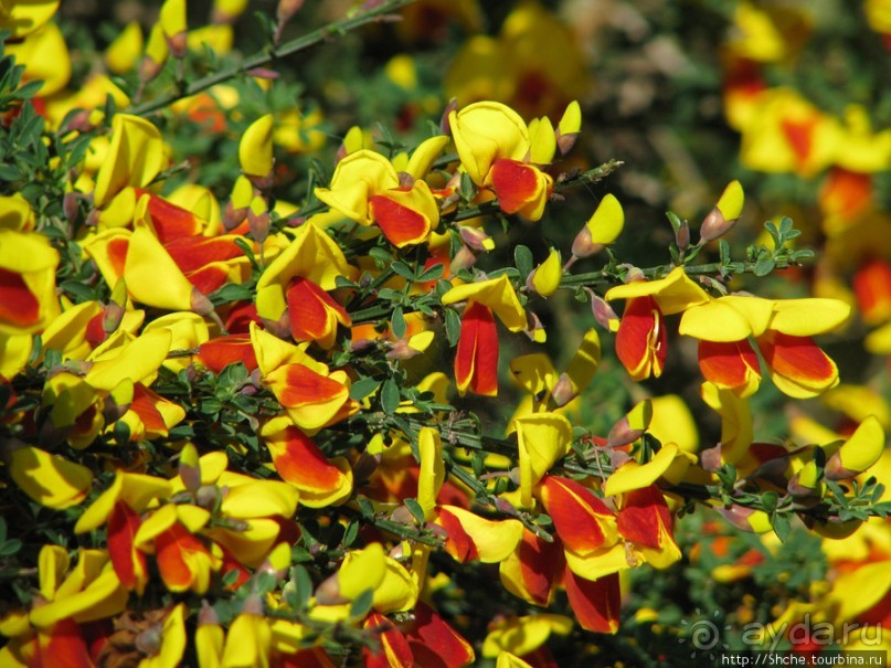 "Весна на Заморской улице" — Япония в цвету...