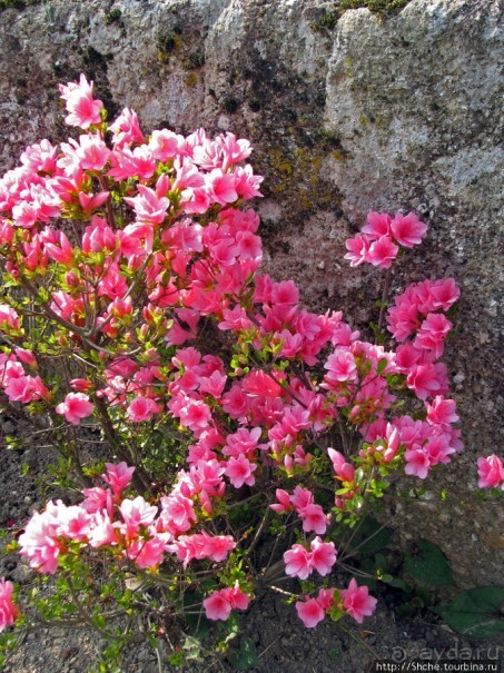 "Весна на Заморской улице" — Япония в цвету...