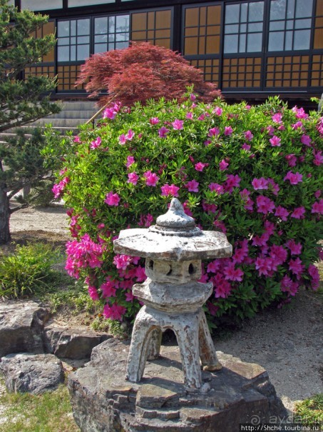 "Весна на Заморской улице" — Япония в цвету...