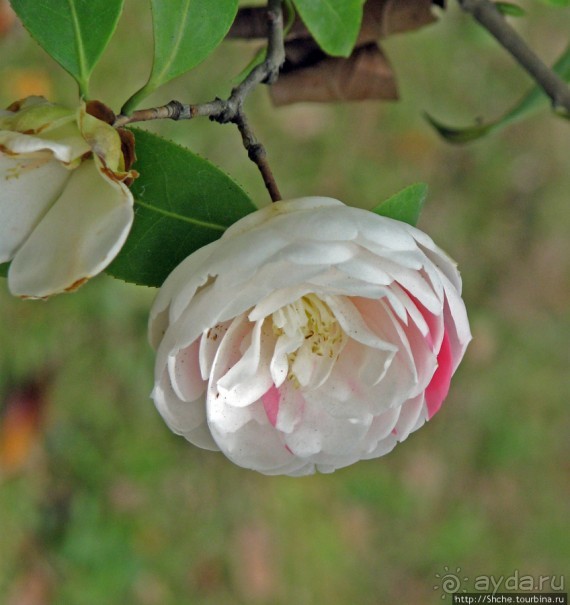"Весна на Заморской улице" — Япония в цвету...