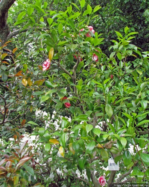 "Весна на Заморской улице" — Япония в цвету...