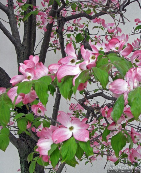 "Весна на Заморской улице" — Япония в цвету...