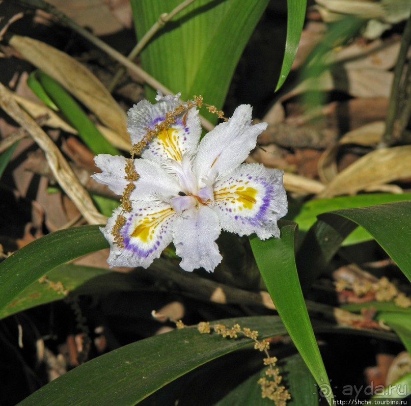 "Весна на Заморской улице" — Япония в цвету...