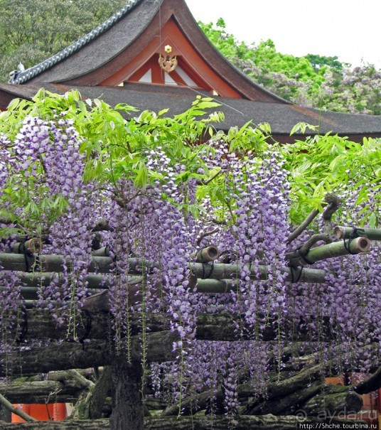 "Весна на Заморской улице" — Япония в цвету...