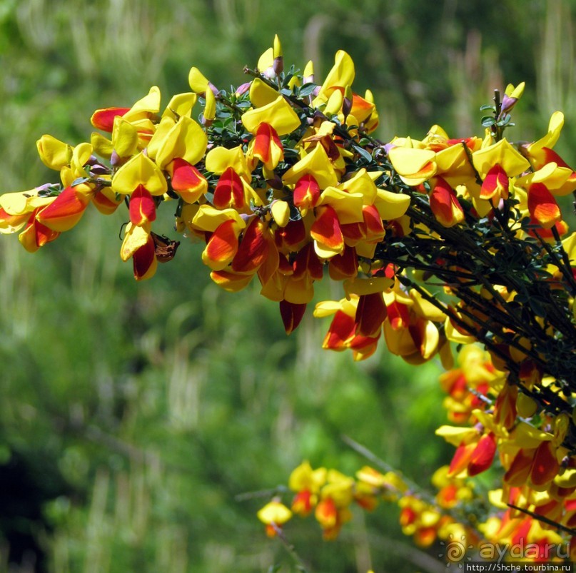 "Весна на Заморской улице" — Япония в цвету...