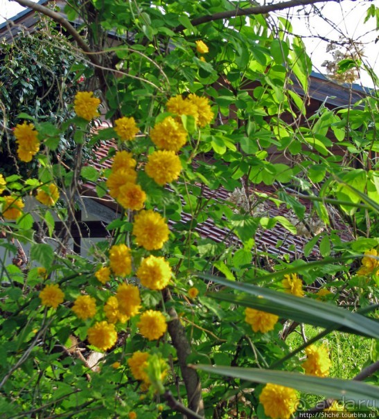 "Весна на Заморской улице" — Япония в цвету...