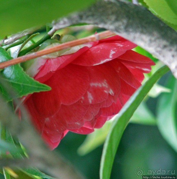 "Весна на Заморской улице" — Япония в цвету...