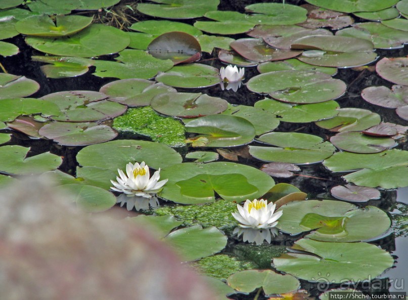 "Весна на Заморской улице" — Япония в цвету...