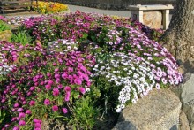 Отлив и солнце — день чудесный... Горей — джерсийский тупик