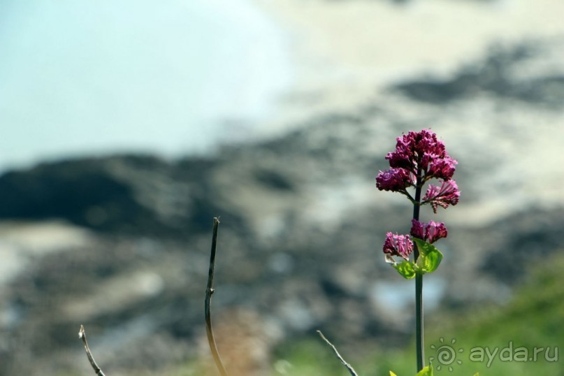 Отлив и солнце — день чудесный... Горей — джерсийский тупик