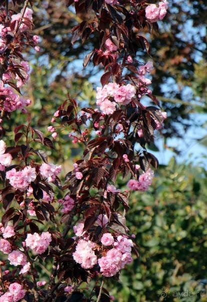 Отлив и солнце — день чудесный... Горей — джерсийский тупик
