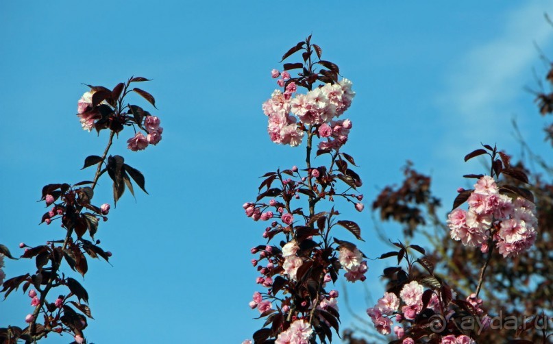 Отлив и солнце — день чудесный... Горей — джерсийский тупик