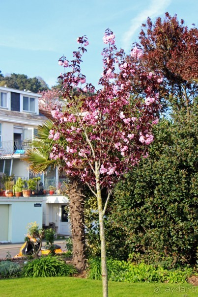 Отлив и солнце — день чудесный... Горей — джерсийский тупик