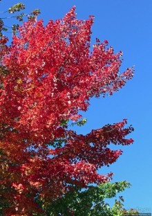 В гостях у Радуги. Уильямстаун в предвкушении осени