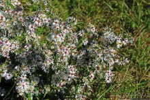 В гостях у Радуги. Уильямстаун в предвкушении осени