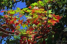 В гостях у Радуги. Уильямстаун в предвкушении осени