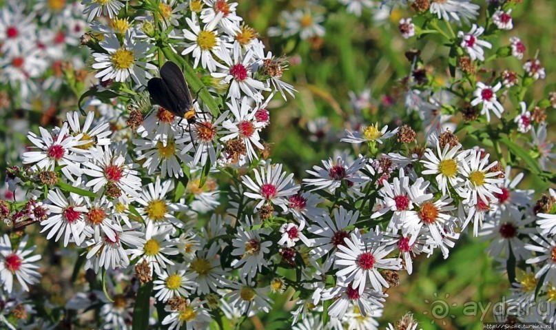 В гостях у Радуги. Уильямстаун в предвкушении осени