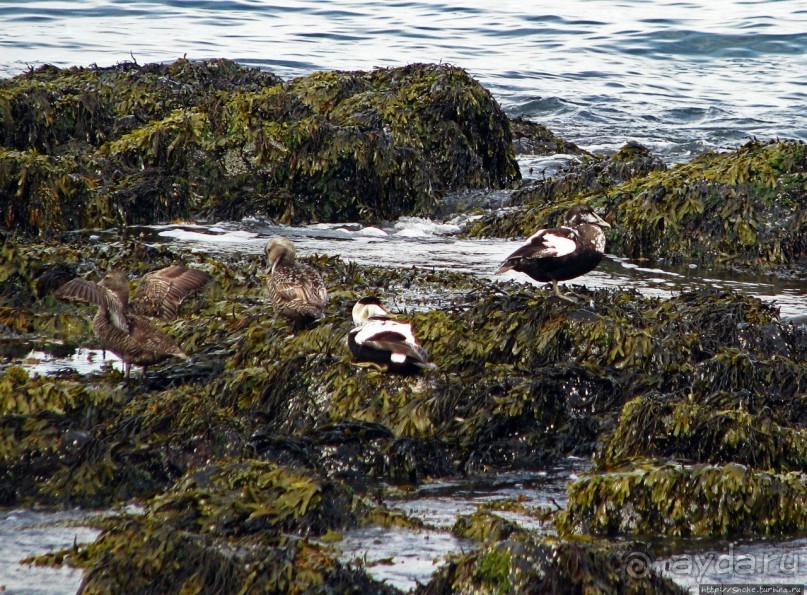Хваммстанги — просто захотелось свернуть с дороги